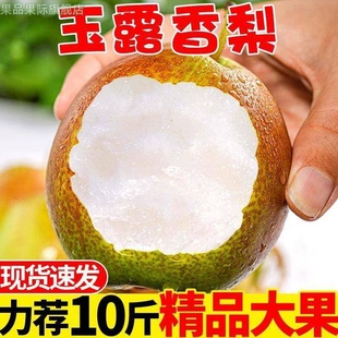 正宗山西树上熟玉露香梨礼盒装梨子9斤水果新鲜当季整箱水果包邮5