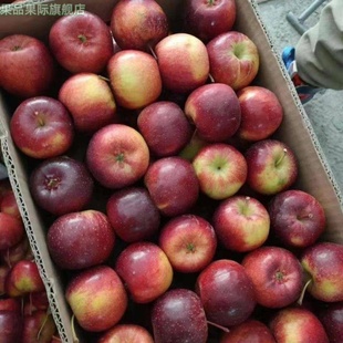 东北龙丰果大秋果整箱5斤新鲜当季水果海棠果沙果酸甜特产小苹果