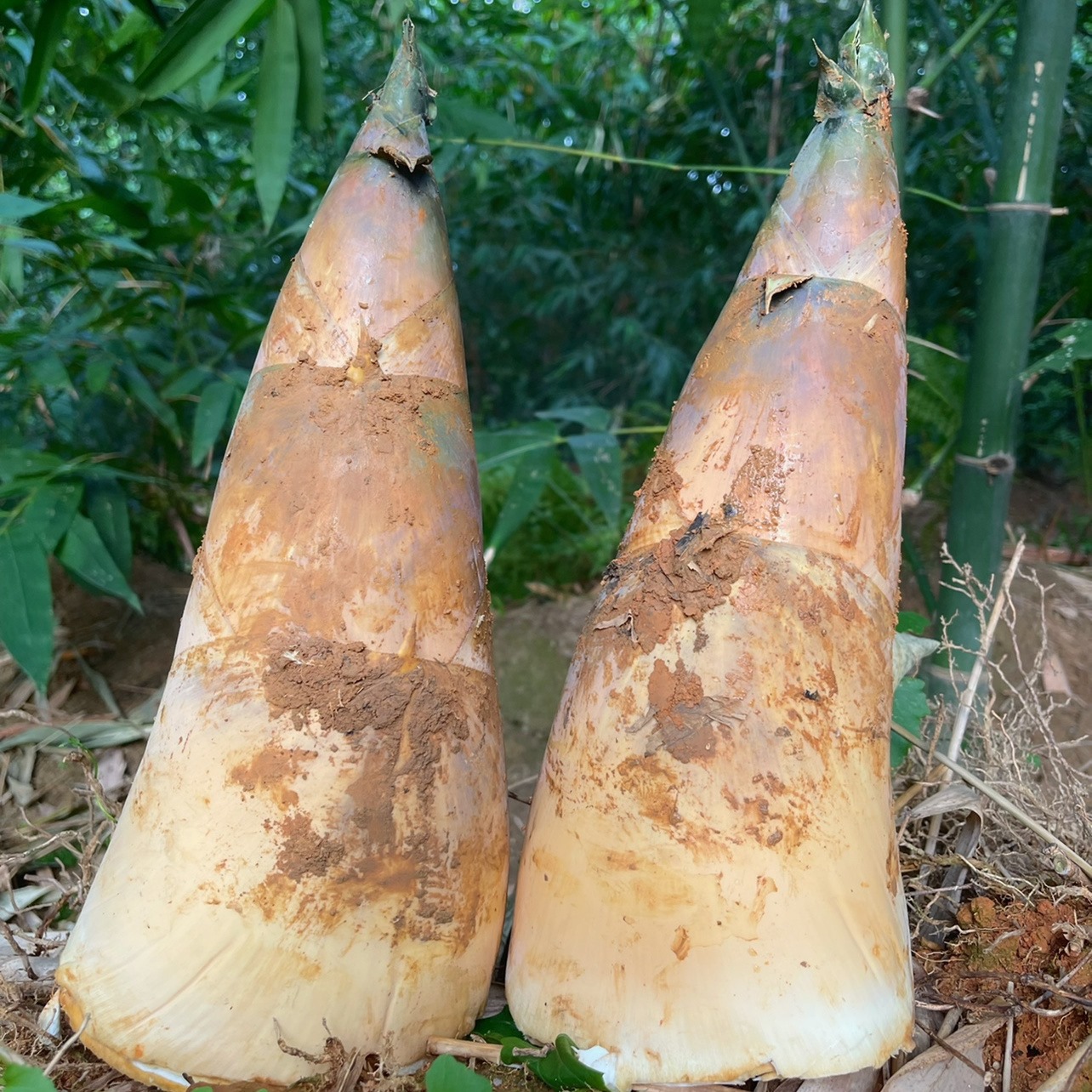 揭阳埔田鲜嫩竹笋新鲜现挖当季大头笋食用鲜笋野生酥脆鲜甜麻竹笋