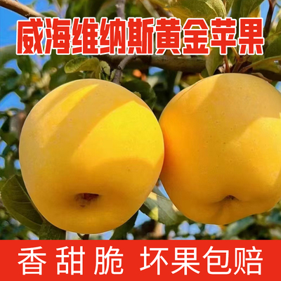 黄金维纳斯苹果山东威海烟台高山正宗大脆甜香水果新鲜当季无蜡