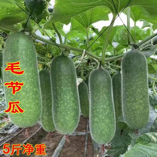 毛节瓜特产顺丰包邮顺德现摘新鲜桑麻粤菜食材小冬瓜毛节瓜现摘