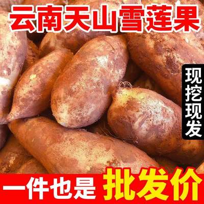 2025正宗云南天山雪莲果新鲜水果当季时令黄心1/10斤装整箱包邮