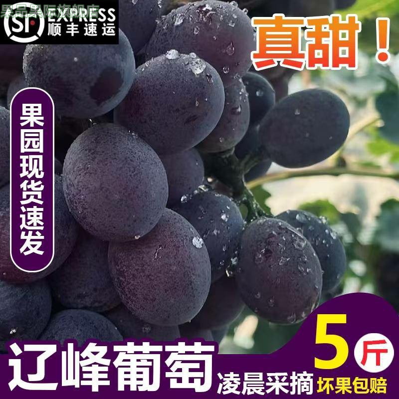 东北辽峰葡萄新鲜无籽孕妇当季水果非巨峰葡萄顺丰包邮整箱特大果