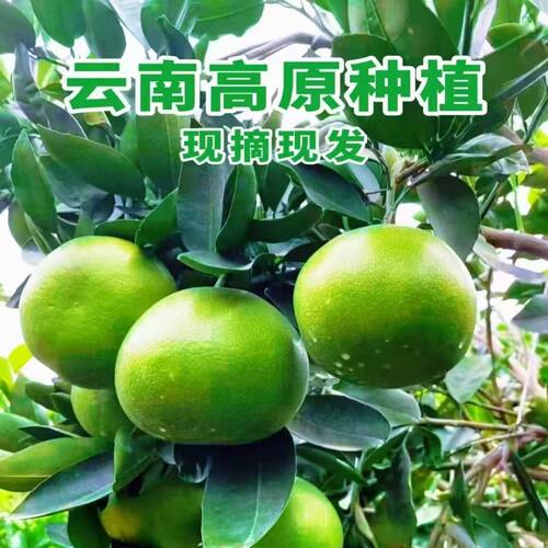 翡翠葡萄柚5斤青皮柚子新鲜水果应当季黄蜜