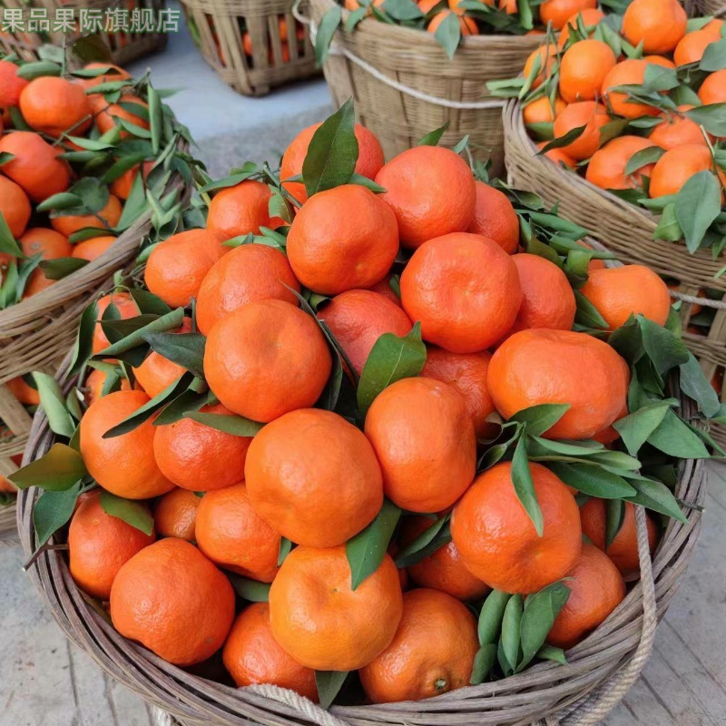 四川内江老树红橘柑橘桔子大红袍陈皮原料9斤装新鲜水果现摘现发