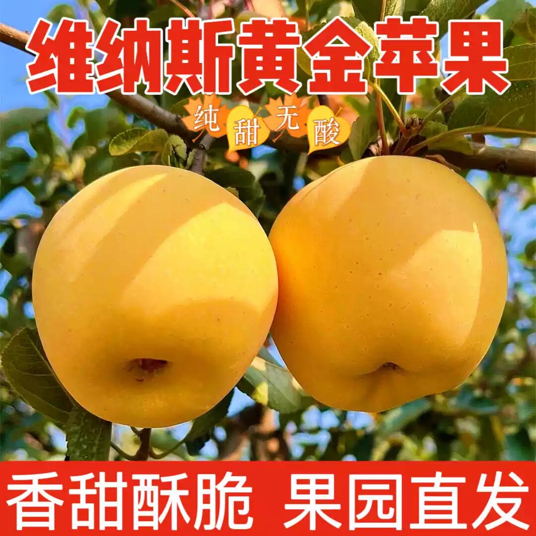 黄金维纳斯苹果产地山东烟台高山正宗大脆甜香水果新鲜当季无蜡