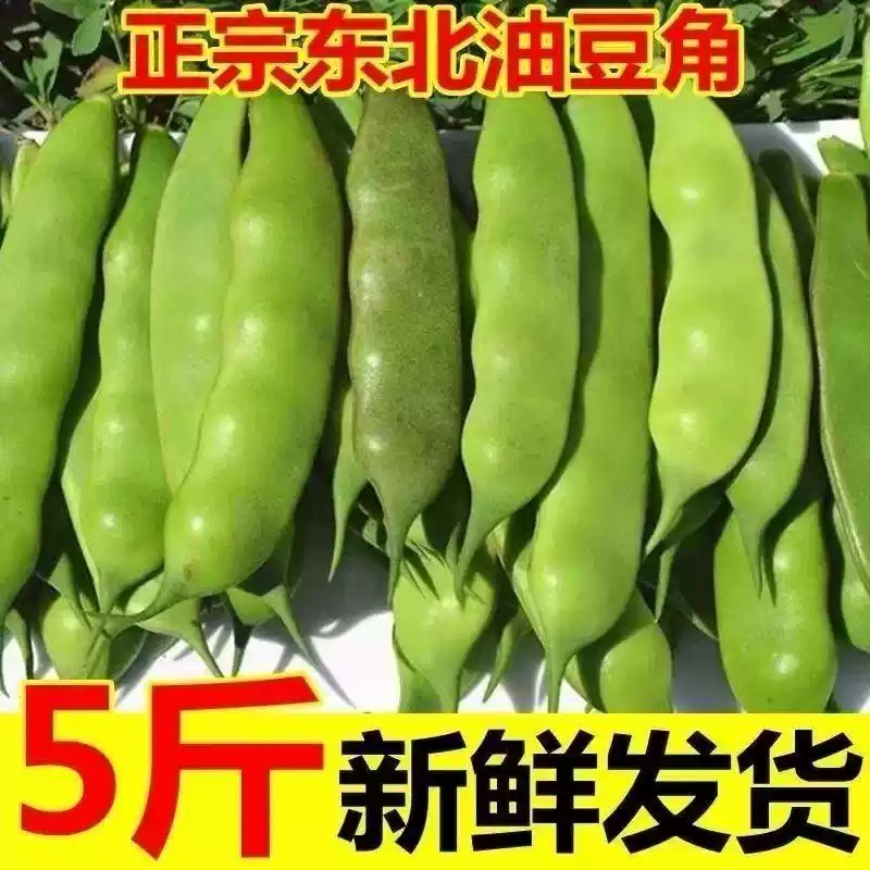 2025年东北现摘头茬新鲜绿油豆角小油豆角黄金勾一点红大宽油豆