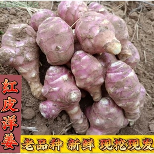 现货新鲜红皮洋姜种子鬼子姜不辣生菊芋泡菜腌制菜蔬菜装产地