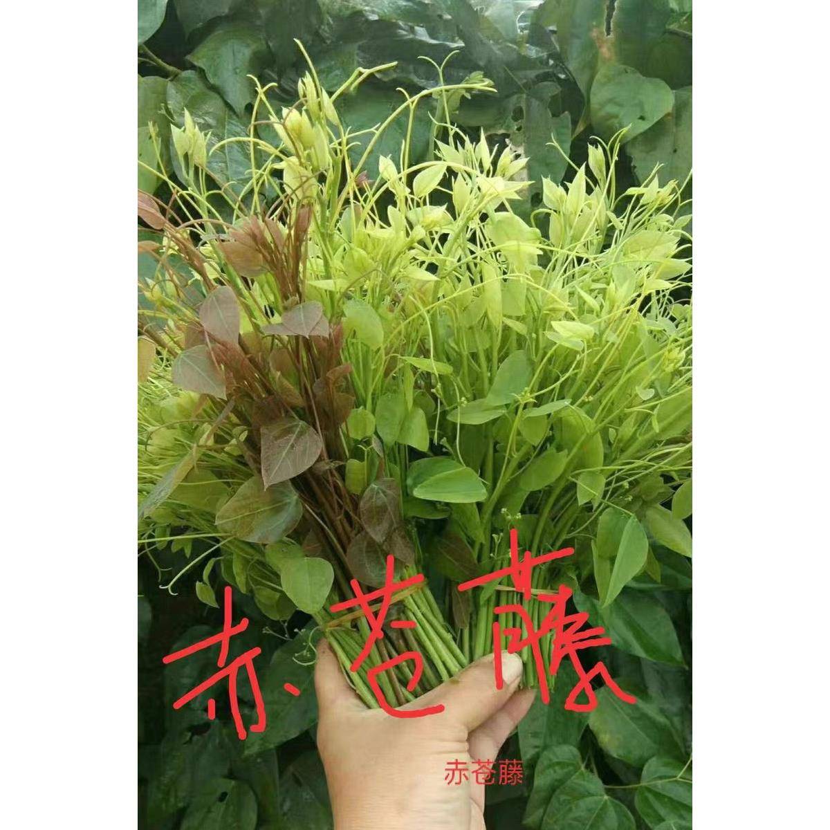 广西新鲜嫩摘辣木苗赤苍藤龙须菜姑娘菜野菜500g味鲜美炒食上汤