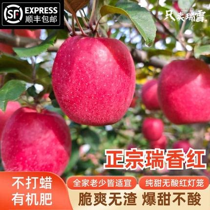 【顺丰】正宗瑞香红苹果脆甜无渣基地直发西选育图片