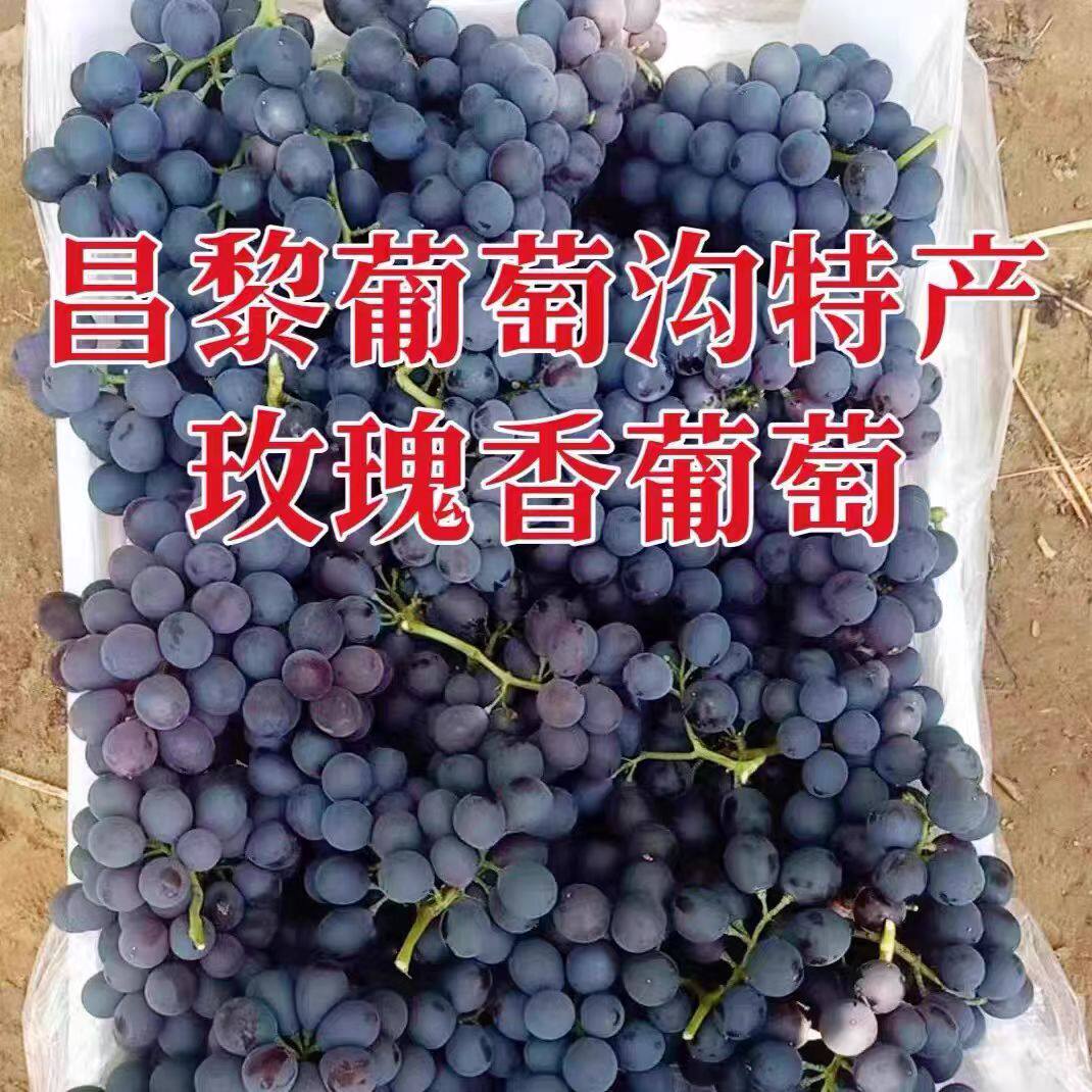 2026新果秦皇岛昌黎特产葡萄沟有核玫瑰香葡萄非提子4斤装顺丰冷