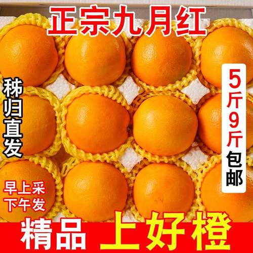 湖北宜昌秭归九月红果冻橙新鲜采摘爆汁脐橙孕妇水果非伦晚甜橙子