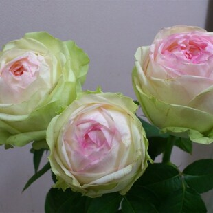 幻彩切花玫瑰花苗直立大包子丰花多头阳台盆栽四季花卉植物月季花