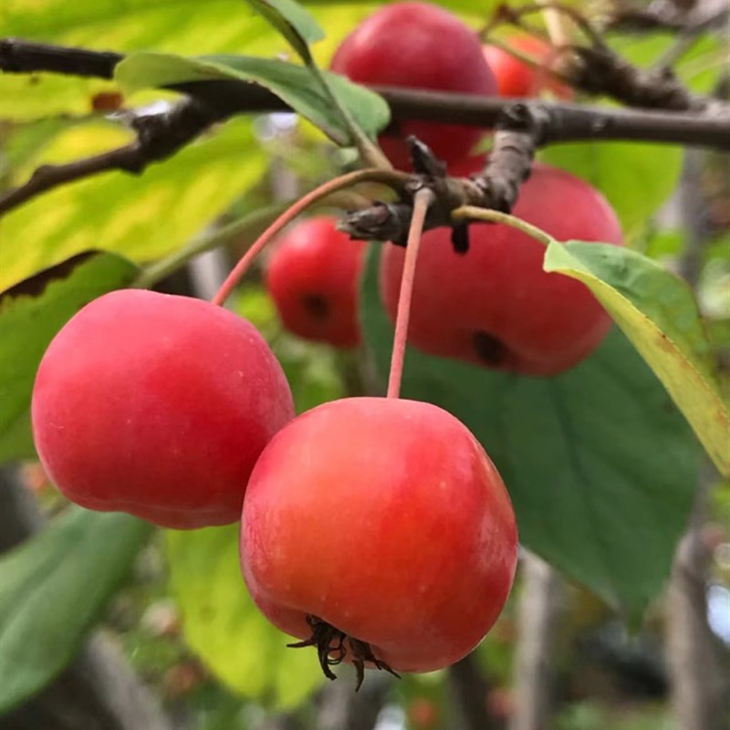 海棠花盆栽冬红果老桩盆景树苗阳台花卉庭院耐寒植物原生重瓣海棠