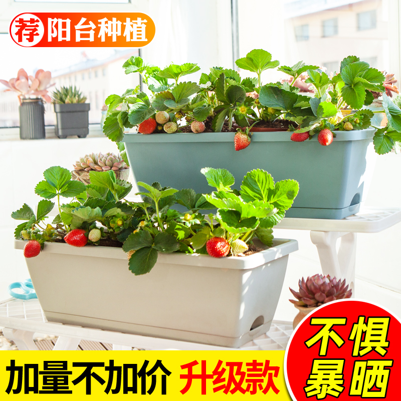 家庭阳台种菜盆长方形室内盆栽盆种植蔬菜神器专用箱塑料草莓花盆