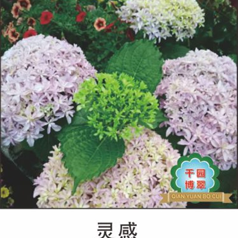 花卉绿植盆栽两加仑绣球无尽夏紫水晶新娘灵感妖之吻妖之瞳佳澄