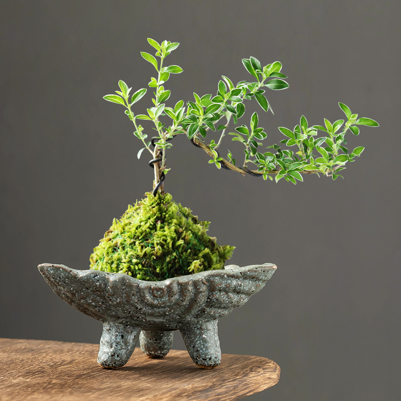 米竹苔藓球专用花盆复古桌面六月雪老桩绿植盆景盆菖蒲吸水石摆件