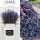 干花薰衣草干花花束天然干花装 饰摆件家居客厅摆设花瓶助眠香薰花