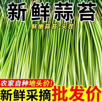 5斤价农家蒜苔新鲜现摘正宗杞县蒜苔苗头茬脆嫩蒜薹红帽