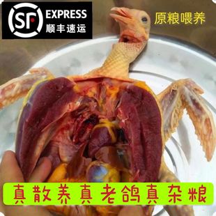 正宗老鸽新鲜农村放养鸽子煲汤新鲜炖汤不吃饲料老鸽子原粮喂养