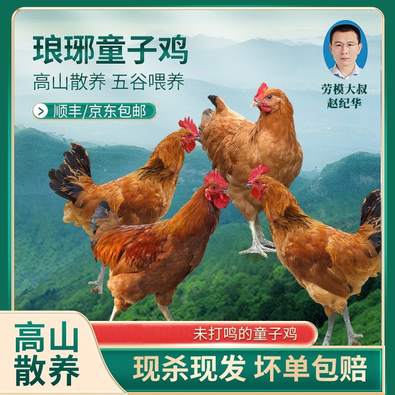 秋游记（4只装）琅琊童子小公鸡散养4个月土鸡保底5斤以上6斤左右