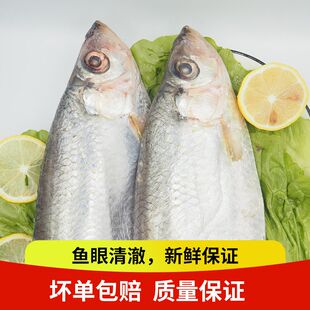 5斤装新鲜海鲜东海海鲜鳓鱼力鱼白鳞鱼快鱼码头生冻速发