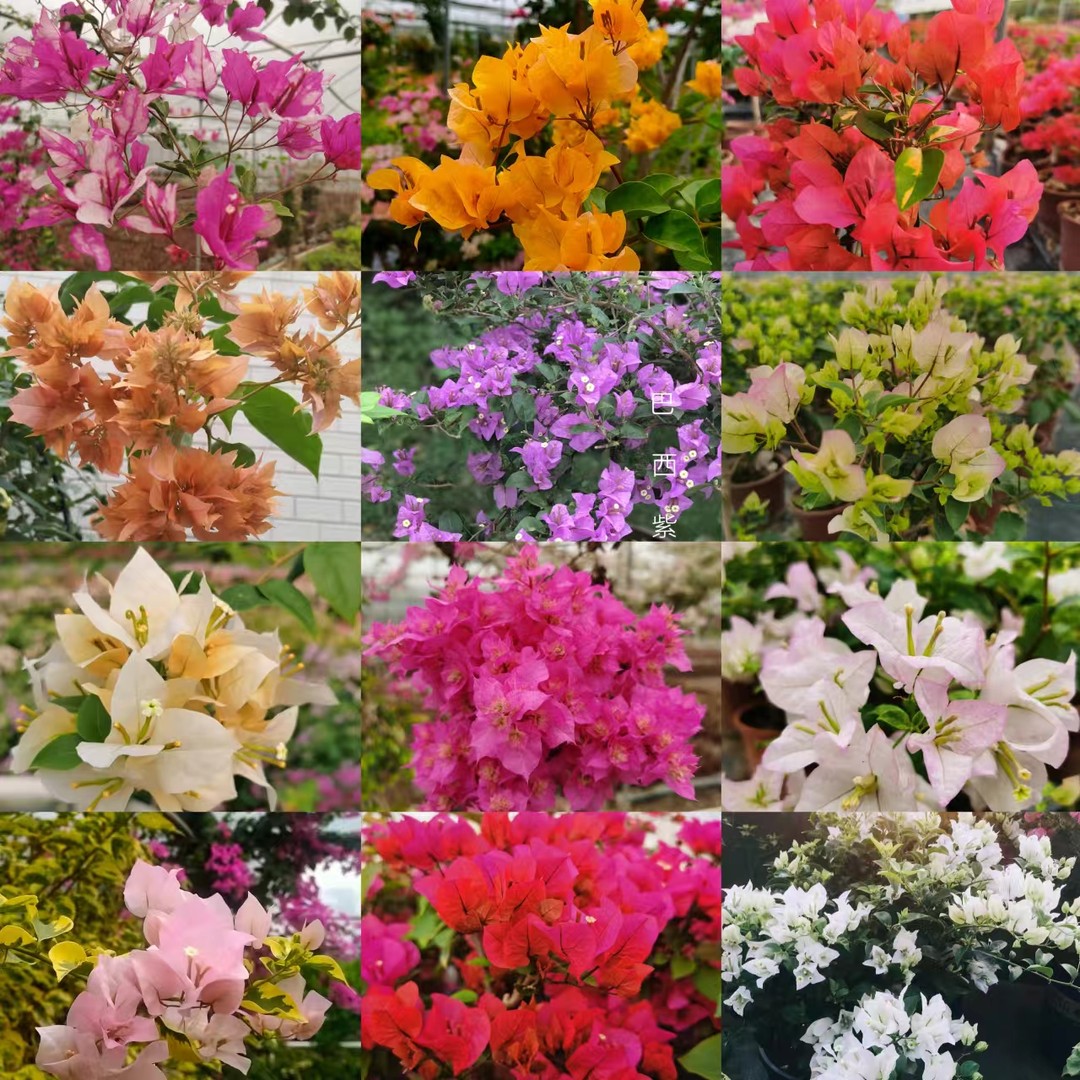 波波簕杜鹃  正品多花色三角梅 四季花卉 阳台庭院爬藤