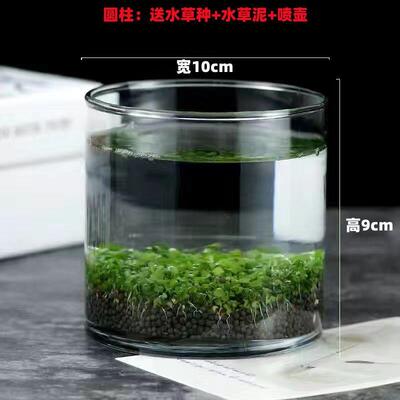 水种子水泥生态家用鱼缸玻璃瓶水培植物四季造景鱼缸小型外贸爆款