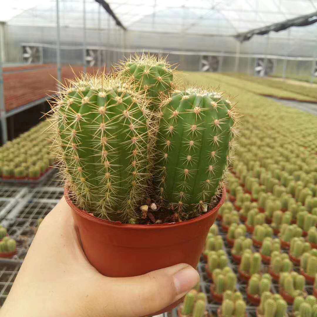【基地直供】仙人球盆栽居家花卉绿植盆栽多肉植物毛花柱