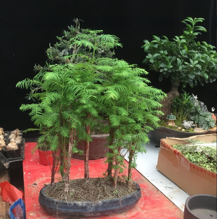 水杉 榆树  水杉树苗 盆景盆栽 水杉树 绿植 花卉 室内 办公室