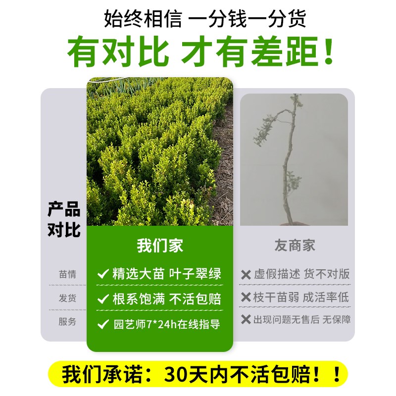 小叶黄杨球树苗庭院造型树盆景四季常青地栽绿化植物室外风景树