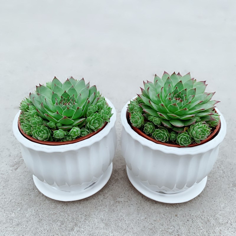 子孙满堂多肉植物观音莲客厅花卉盆栽四季好养花草室内绿植