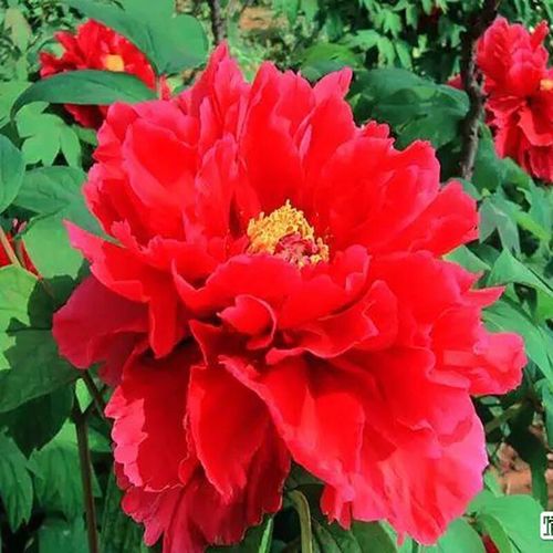 牡丹花苗盆栽正宗洛阳带花苞牡丹花种大苗牡丹花树苗缠枝重瓣花卉