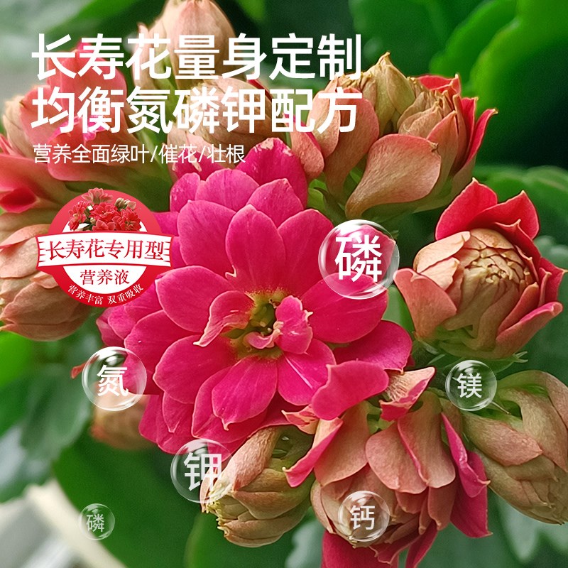 长寿花专用营养液开花肥料催花促花肥家庭盆栽绿植通用型肥叶面肥