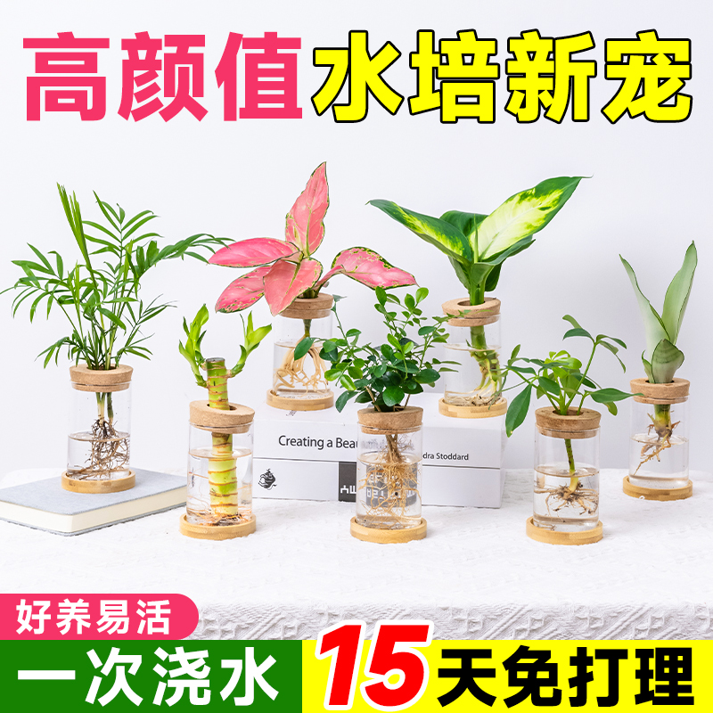水培植物吉利红盆栽无土花卉办公室桌面绿植懒人室内四季好养竹芋