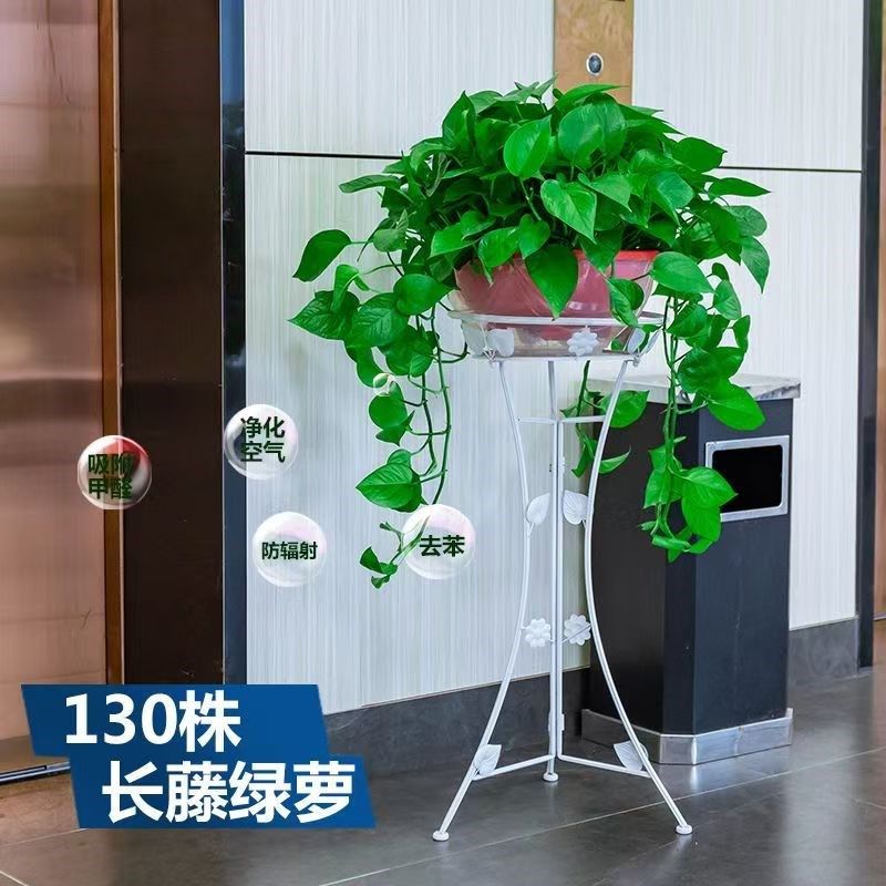 绿萝盆栽室内大盆绿植长藤绿萝特大盆花卉盆栽新房卧室植物除甲醛