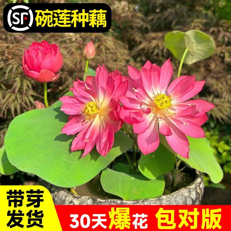 碗莲种藕水培植物水养花卉睡莲根块小型荷花盆栽苗种籽子室内四季