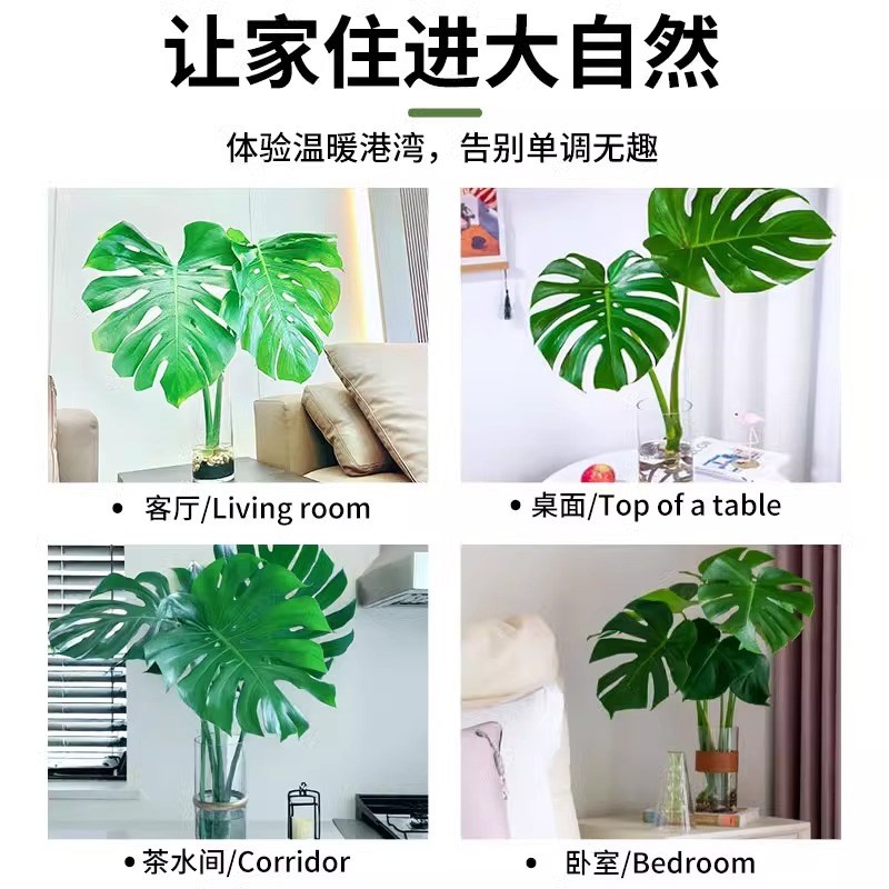 龟背竹盆栽水培植物老桩大叶绿萝水养富贵竹带根绿植室内好养花卉