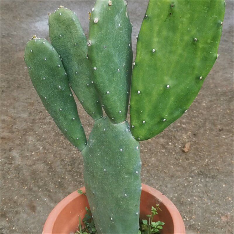 墨西哥胭脂掌仙人掌红花多肉米邦塔沙生植物景观造景设计北欧风