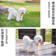 丁可背心式 狗狗牵引绳胸背带泰迪比熊中小型犬遛狗绳链子宠物用品