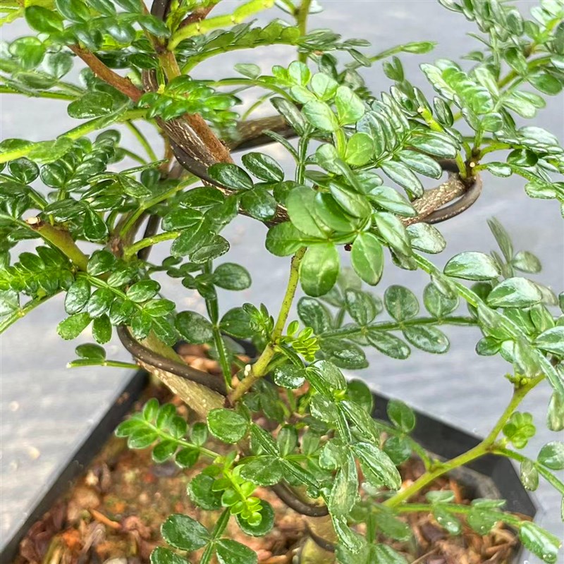 胡椒木老桩植物盆栽驱蚊清香木造型悬崖桩阳台造景防虫花卉小绿植