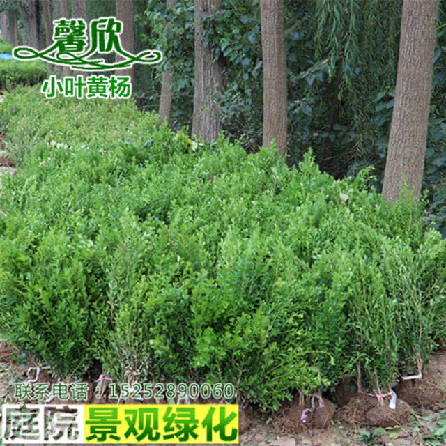 瓜子黄杨小苗小叶黄杨冬青树苗庭院室外盆景篱笆围墙植物常绿灌木