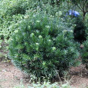 罗汉松球雀舌罗汉松树苗盆景小叶罗汉松造型圆叶珍珠别墅庭院绿化