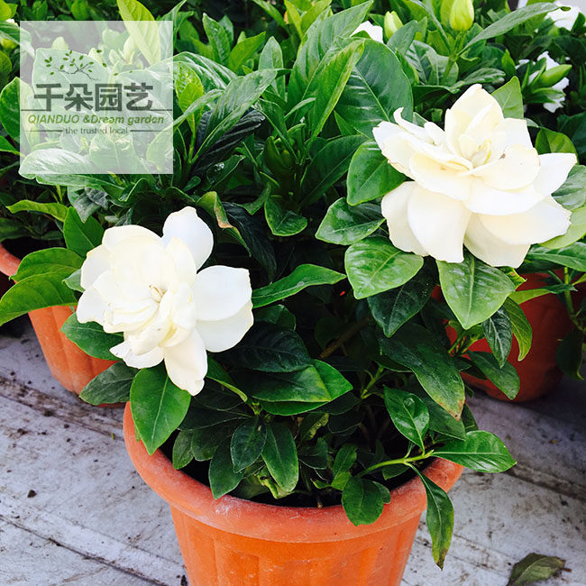 栀子花盆栽包邮四季常青绿植香气浓郁办公桌花卉木本室内植物好养