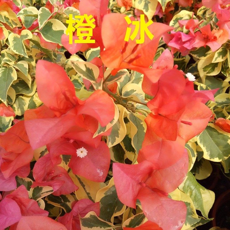 勤花金边叶黄三角洲黎明橙冰花叶品种金宫七彩新品粉蝶橙白色条纹