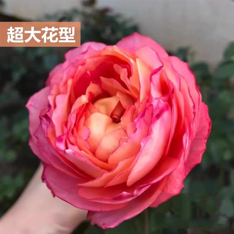 大花美人月季花苗盆栽爬藤四季开花藤本植物树苗玫瑰花卉绿植小苗