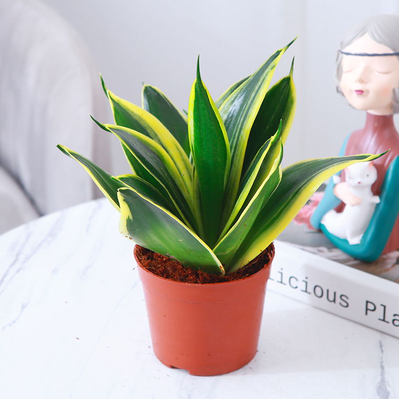 荷花兰虎皮兰盆栽室内客厅办公桌面净化空气四季常青好养绿植花卉
