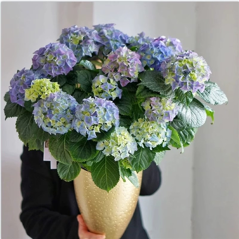 无尽夏绣球花苗四季开花盆栽花卉绿植庭院阳台带花苞耐寒老桩树苗