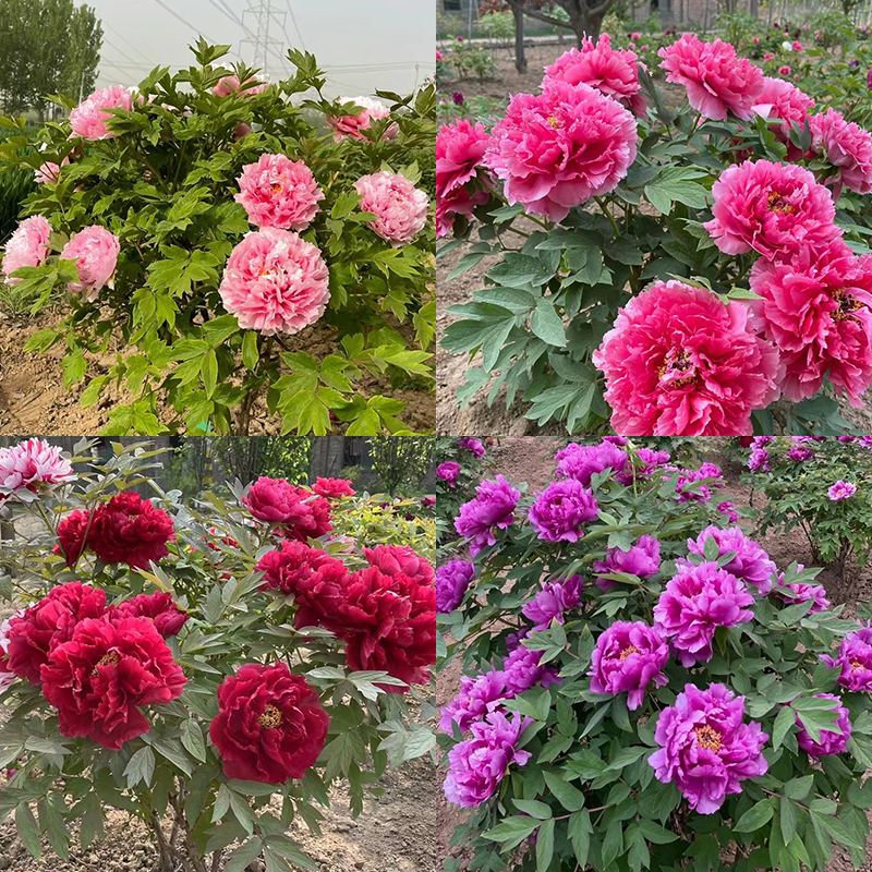 菏泽正宗观赏牡丹花苗树苗老桩大苗庭院盆栽重瓣牡丹带花苞带土球