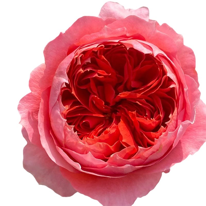 朱砂碗月季花四季浓香灌木大花苗阳台盆栽庭院地栽切花玫瑰欧月